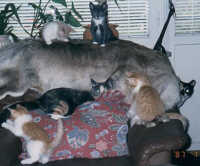 Click to see larger image of Onkelbob's cat family.