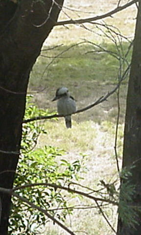 kookaburra