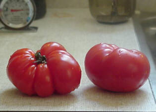 tomatoes