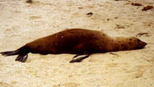 seal