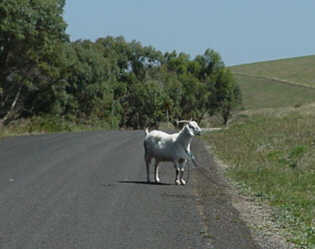 country lawnmower